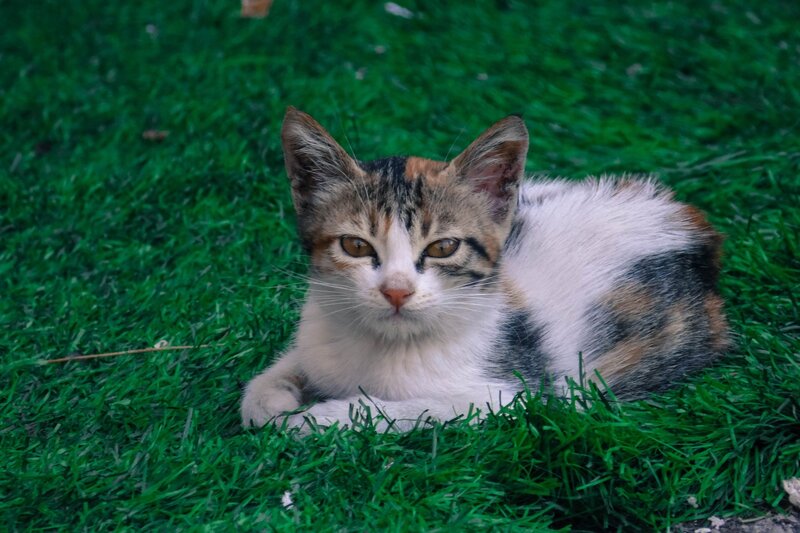 Calico Kitten on Grass