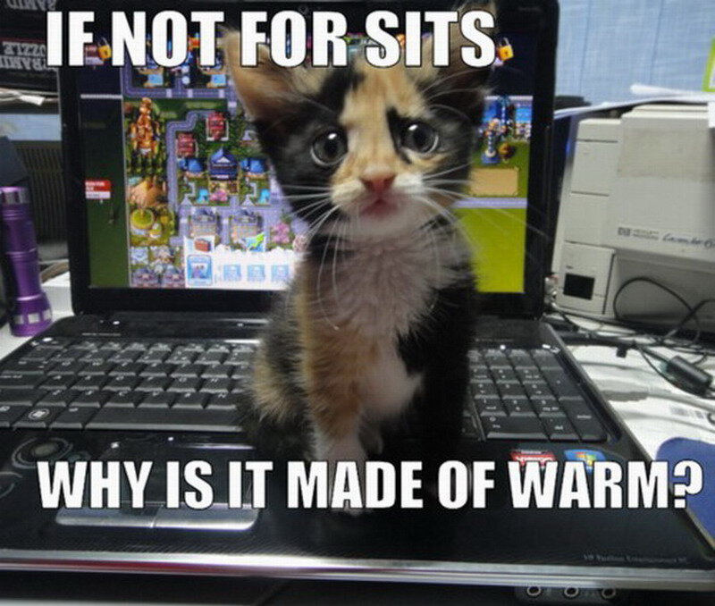 Calico Kitten on Laptop