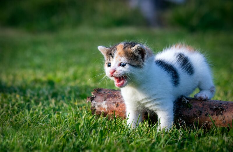 Calico Kitten on Log — Green