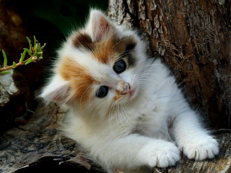Calico Kitten on Log