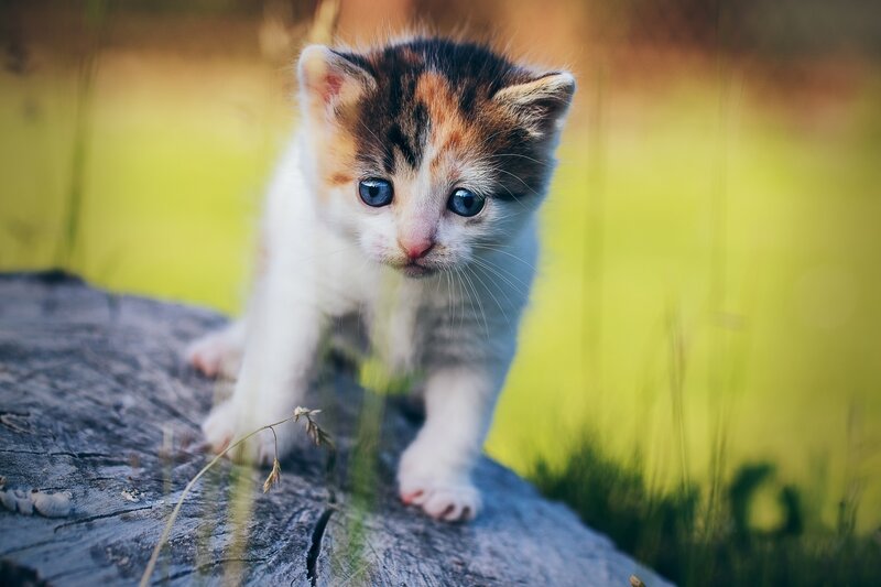 Calico Kitten on Log — White, Curious, Afternoon