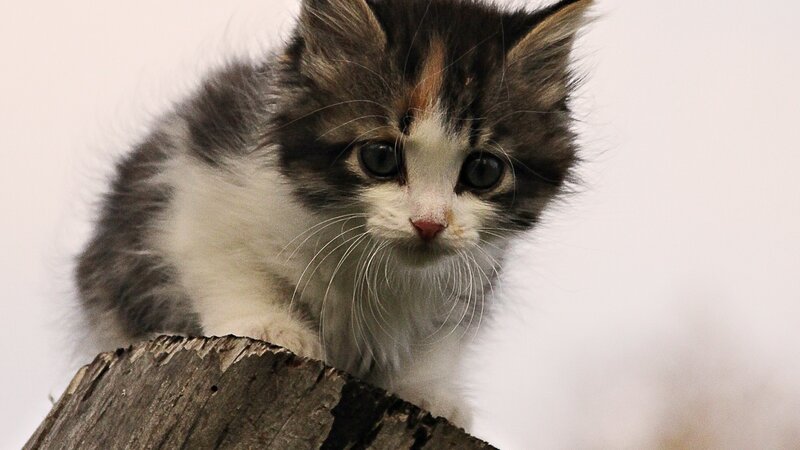 Calico Kitten on Log — White, Curious, Photograph
