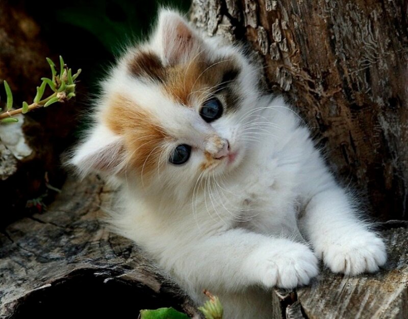 Calico Kitten on Log — White, Curious