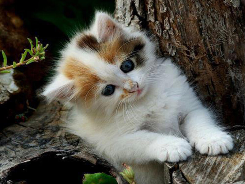 Calico Kitten on Log — White