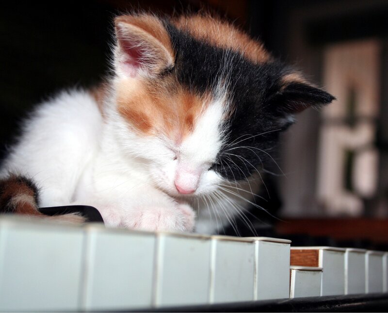 Calico Kitten on Piano