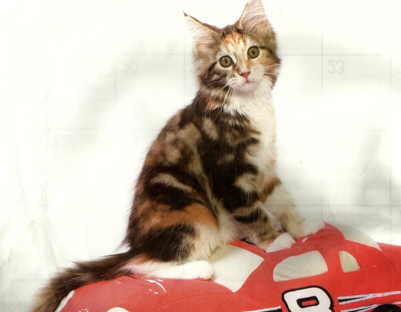 Calico Kitten on Pillow — Red