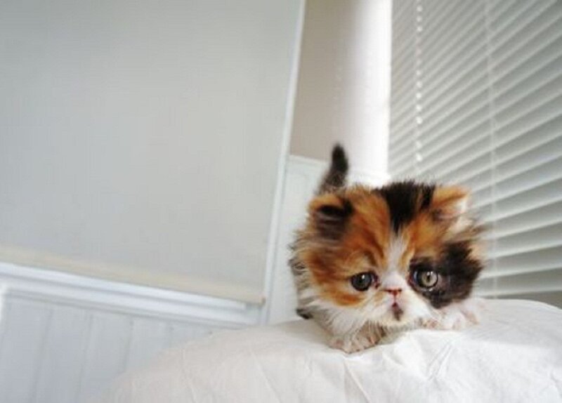 Calico Kitten on Pillow