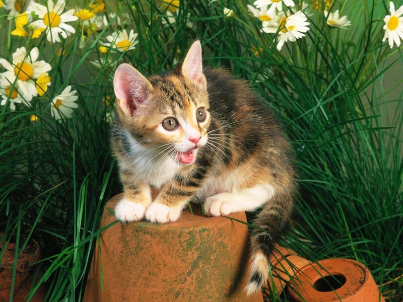 Calico Kitten on Pot