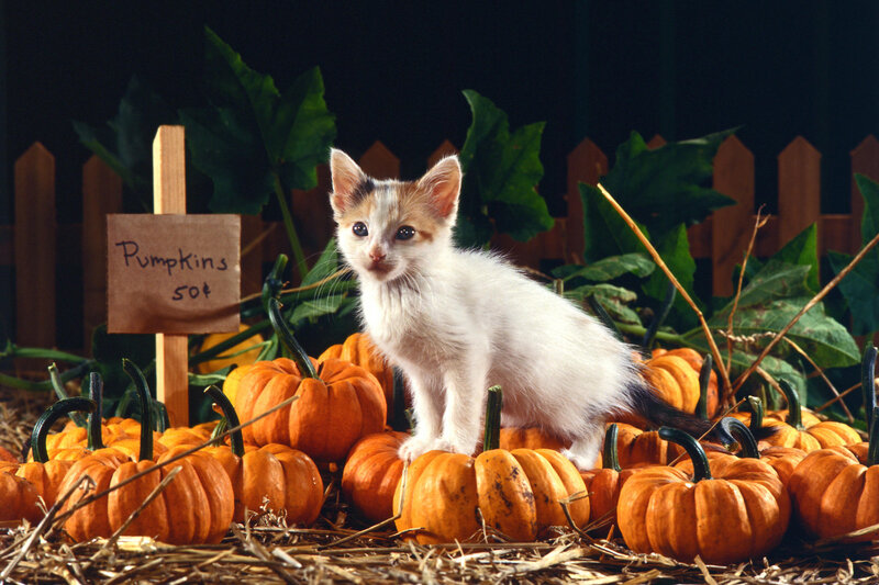 Calico Kitten on Pumpkins