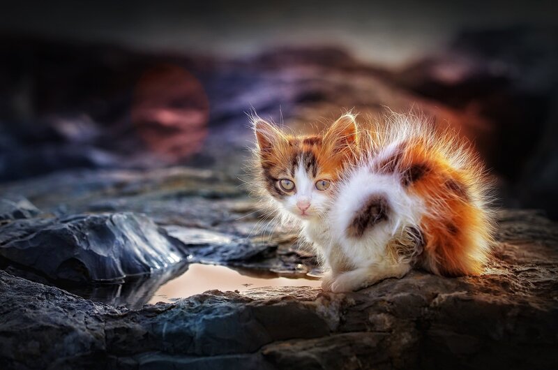 Calico Kitten on Rocks