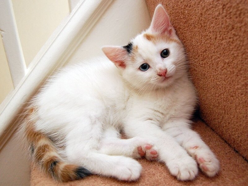 Calico Kitten on Stairs
