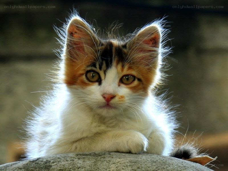 calico kitten on stone