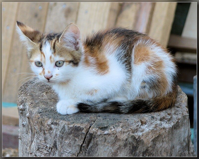 Calico Kitten on Stump