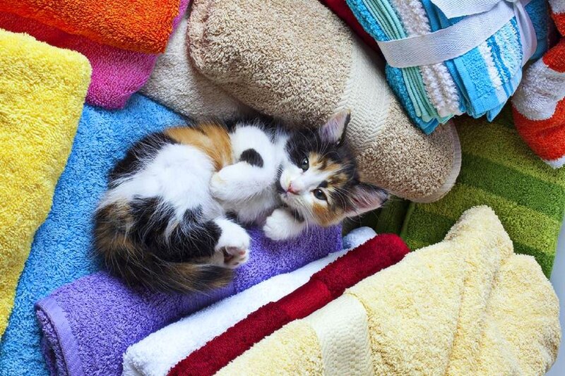Calico Kitten on Towels