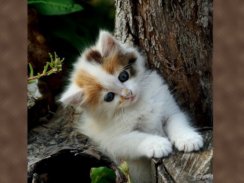 Calico Kitten on Tree