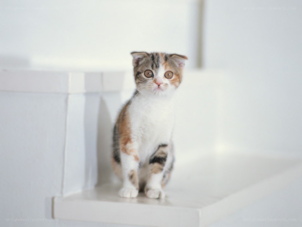 calico kitten on white step
