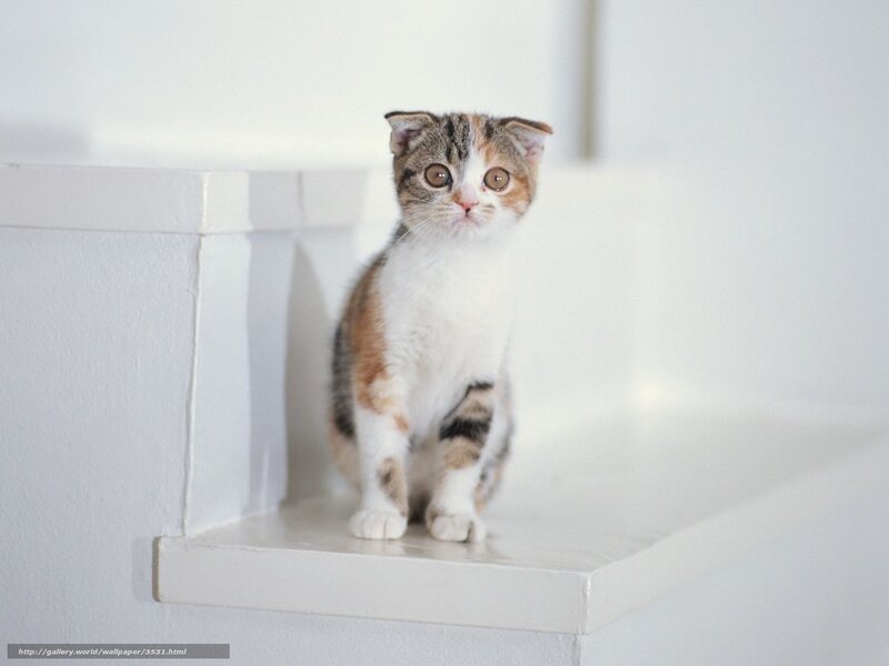 calico kitten on white step