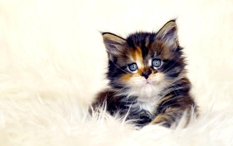 Calico Kitten on White