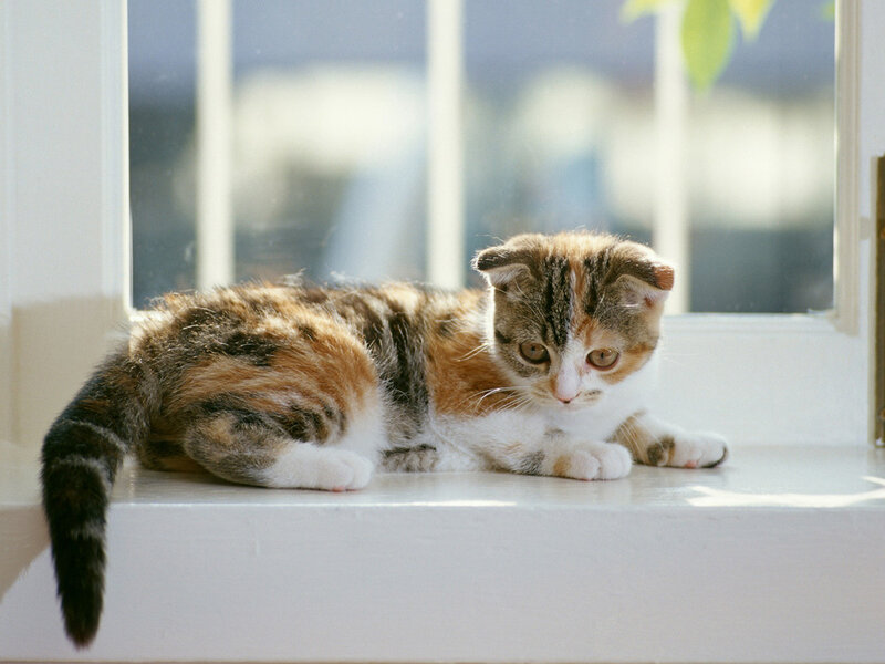 calico kitten on windowsill