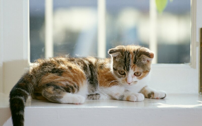 Calico Kitten on Windowsill — White, Serene, Morning