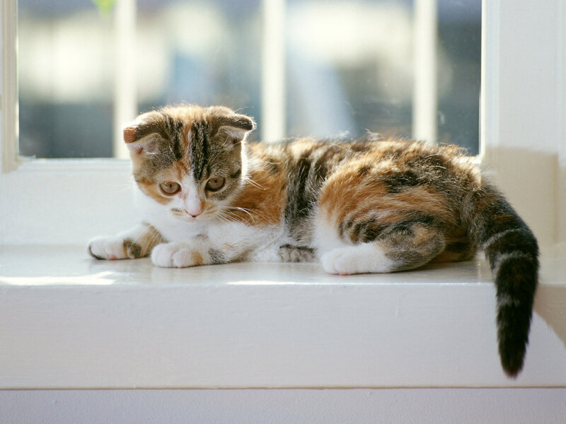 Calico Kitten on Windowsill — White, Serene