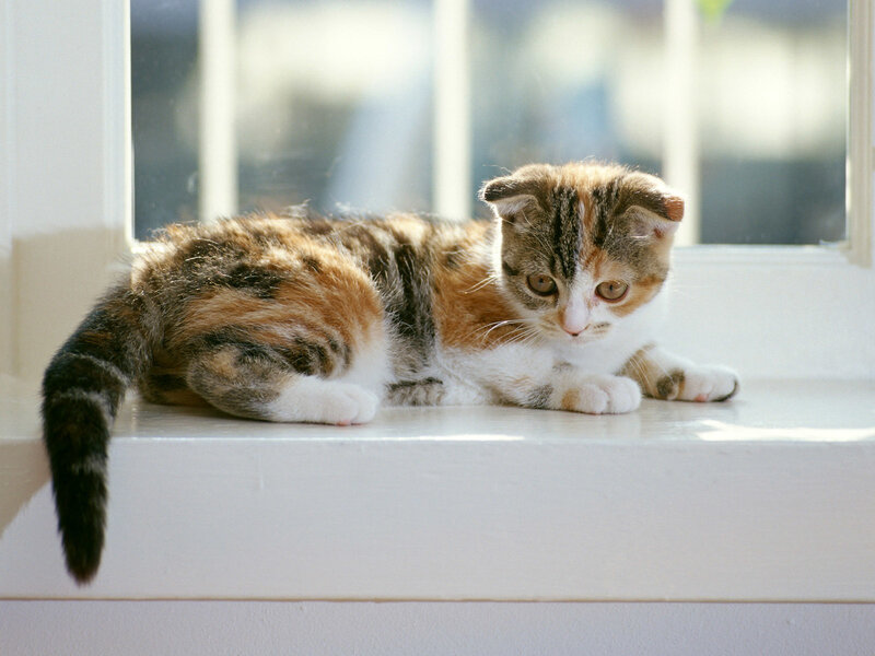 Calico Kitten on Windowsill — White