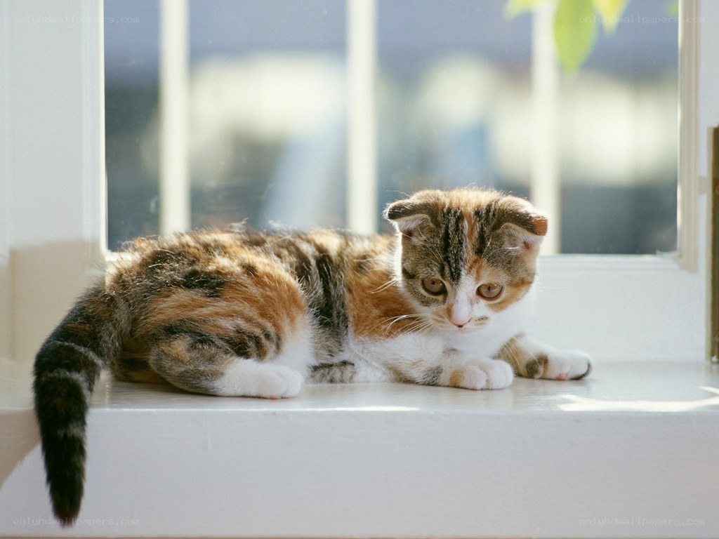 calico kitten on windowsill