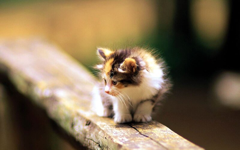 Calico Kitten on Wood — Brown, Curious, Afternoon