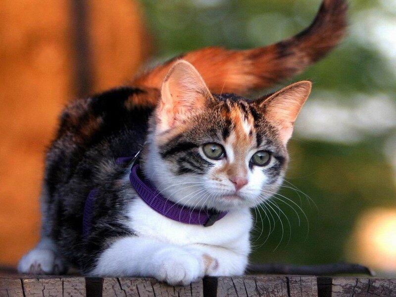 Calico Kitten on Wood — Brown