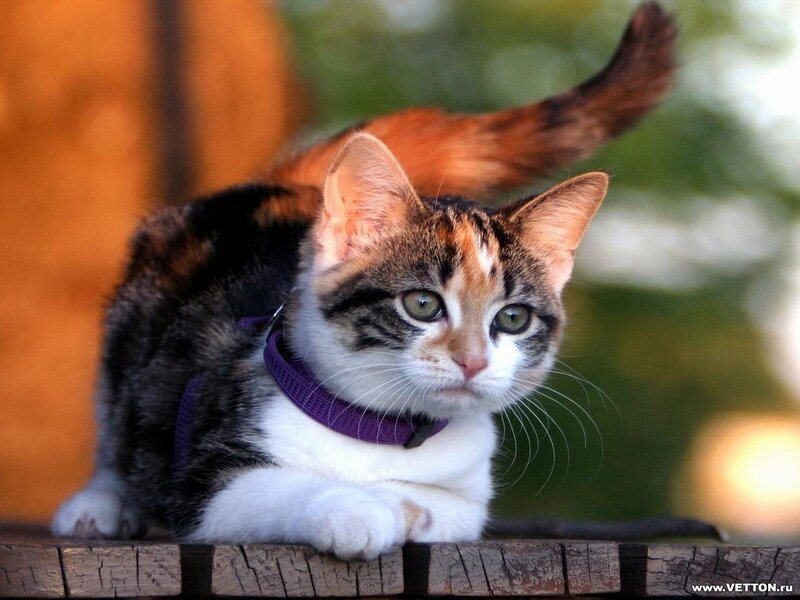 Calico Kitten on Wood
