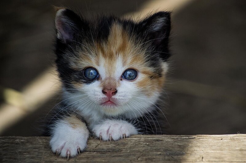 Calico Kitten on Wood — White, Innocent