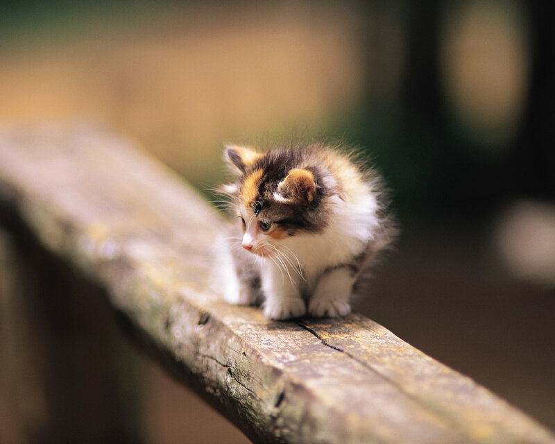 Calico Kitten on Wood — White