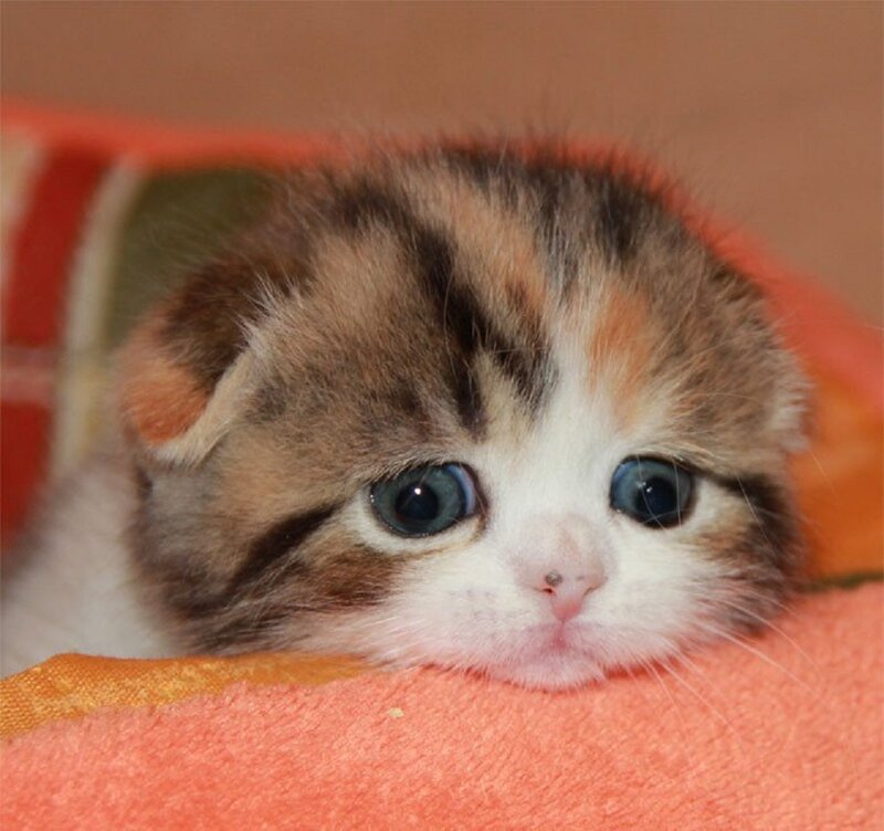 Calico Kitten — Orange
