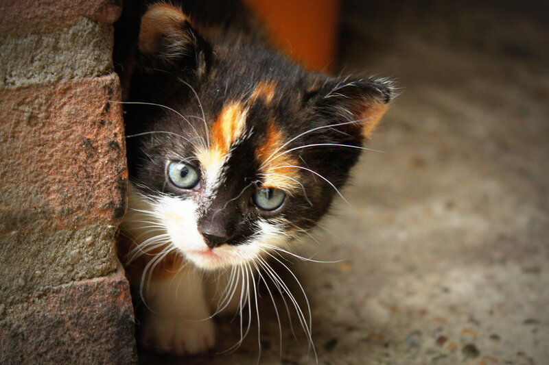 Calico Kitten Peeking — Black