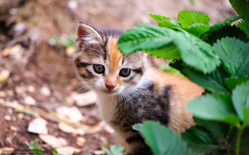 Calico Kitten Peeking — Brown, Curious, Afternoon