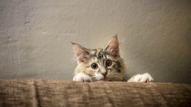 Calico Kitten Peeking — Brown, Curious, Photograph