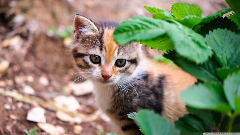 Calico Kitten Peeking — Brown, Curious