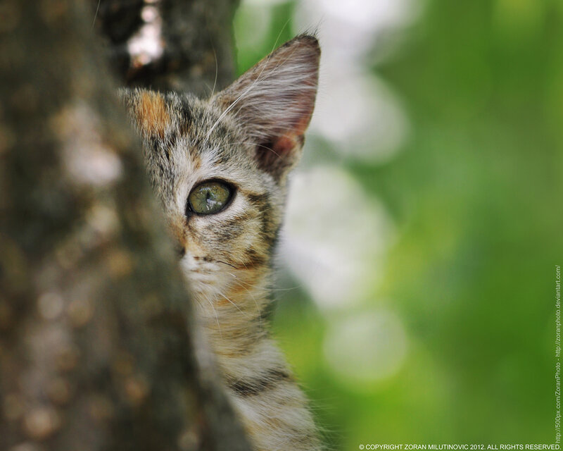 Calico Kitten Peeking — Brown