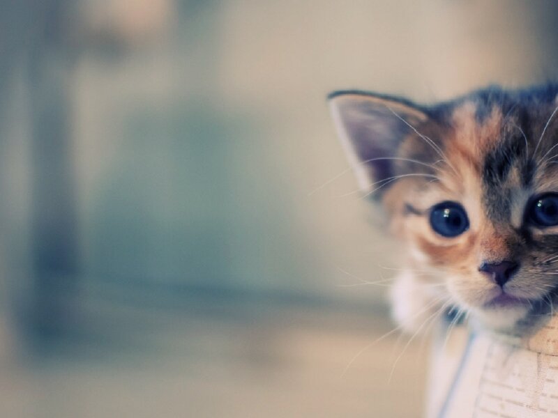 Calico Kitten Peeking