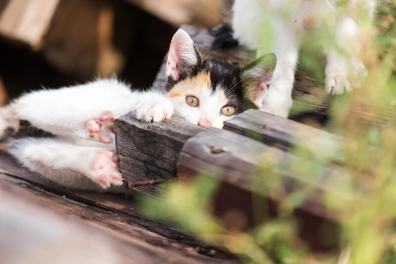 Calico Kitten Peeking — White, Curious, Afternoon, Photograph