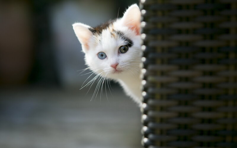 Calico Kitten Peeking — White, Curious