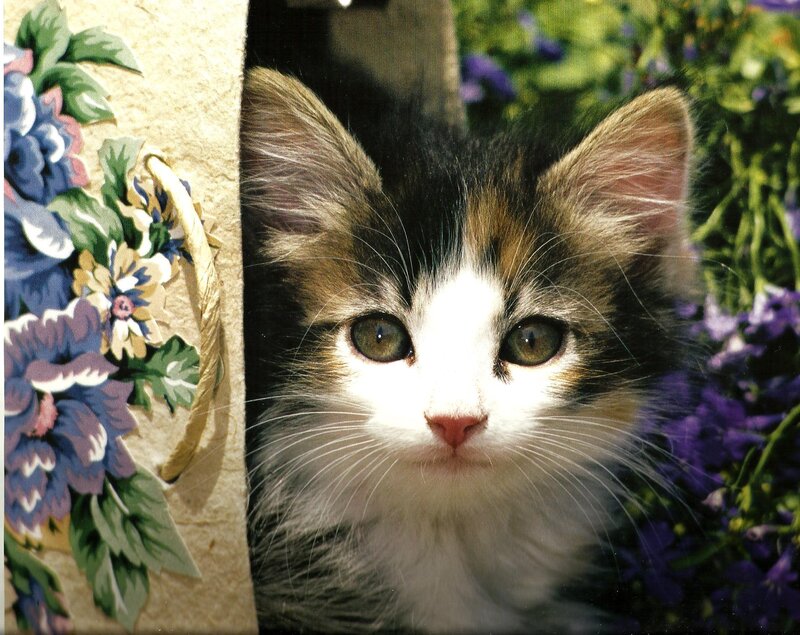 Calico Kitten Peeking — White