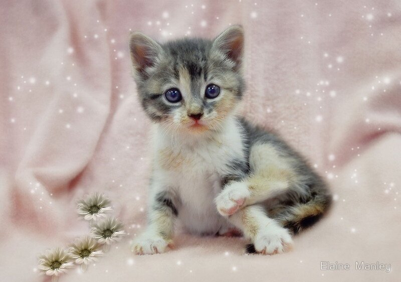 Calico Kitten — Pink, Cute