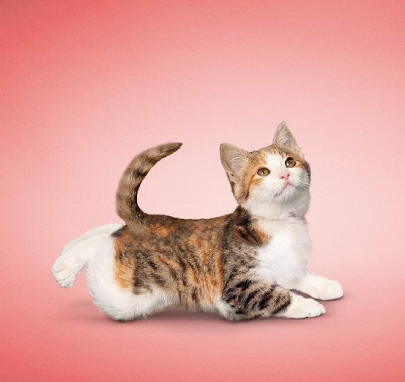 Calico Kitten — Pink, Playful