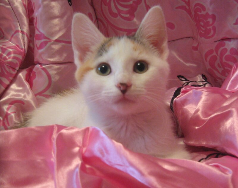 Calico Kitten — Pink