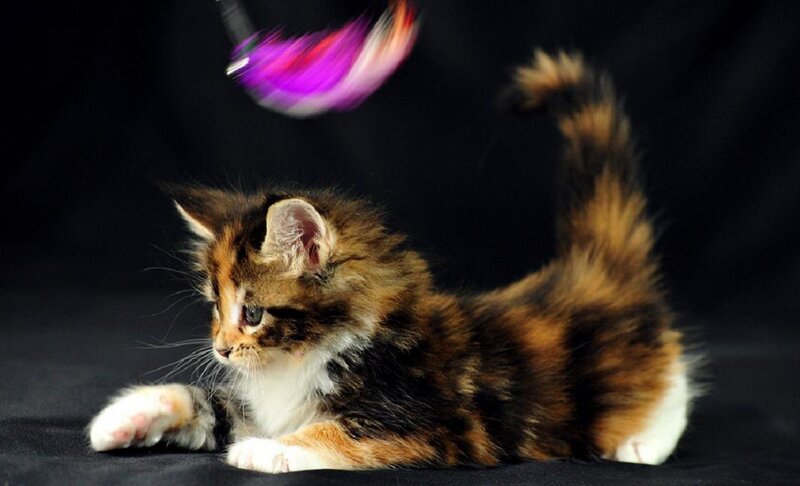 Calico Kitten Playing — Brown