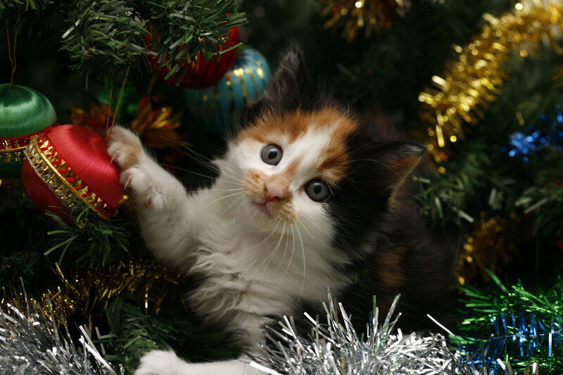 Calico Kitten Playing — Green, Playful