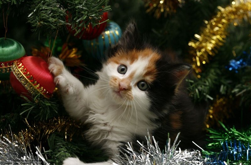 Calico Kitten Playing — Green, Playful, Winter, Photograph