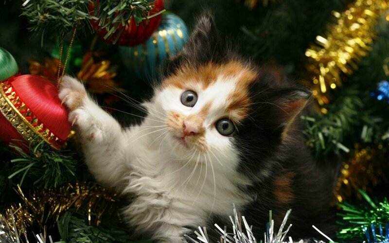 Calico Kitten Playing — Green, Playful, Winter