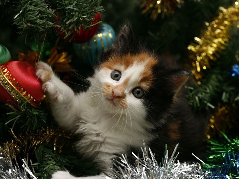 Calico Kitten Playing — Green